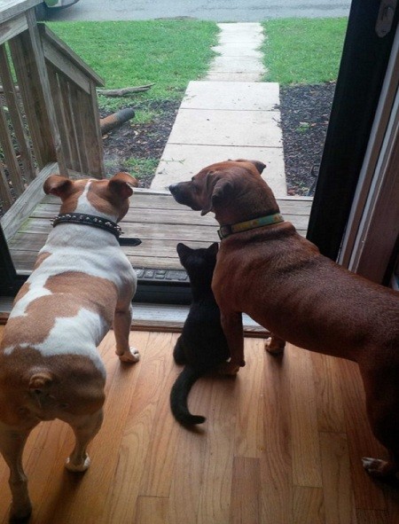 two dogs and a kitten at the sliding door