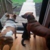 two dogs and a kitten at the sliding door