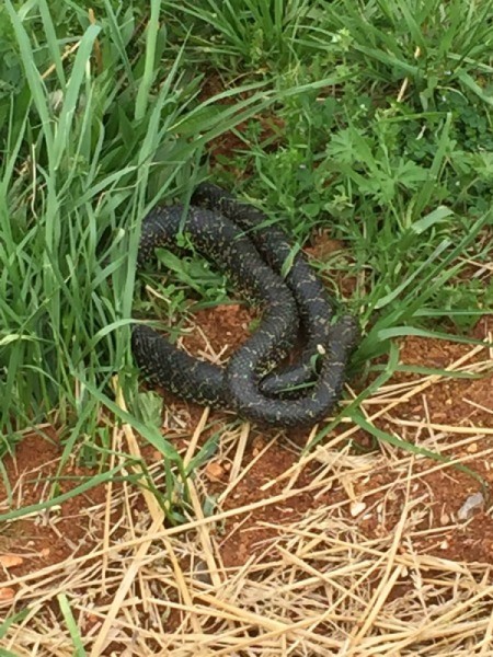 dark grey snake with light stripes