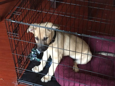 puppy in wire kennel