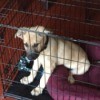 puppy in wire kennel