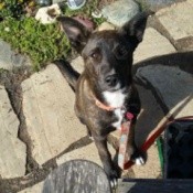 What Breed Is My Dog