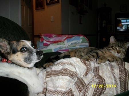 dog and cat lying near each other