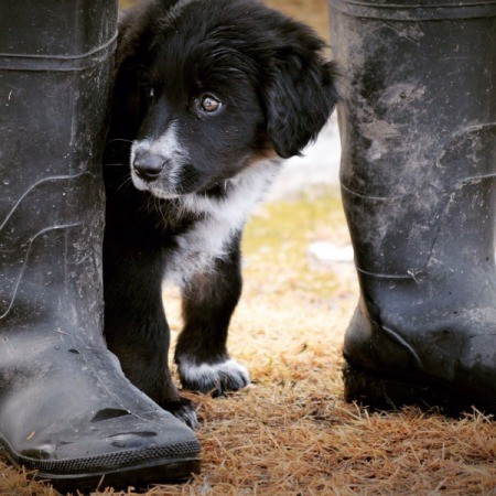 Chip (Border Collie/Australian Shepherd)