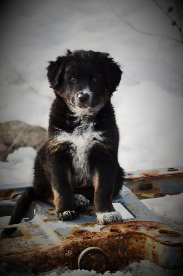 Border Collie/Australian Shepherd Mix Photos | ThriftyFun