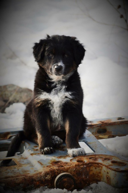 black and white dog