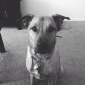 black and white photo of dog