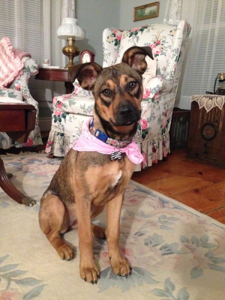 dog wearing a pink scarf