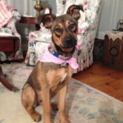 dog wearing a pink scarf