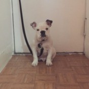 Bulldog on leash