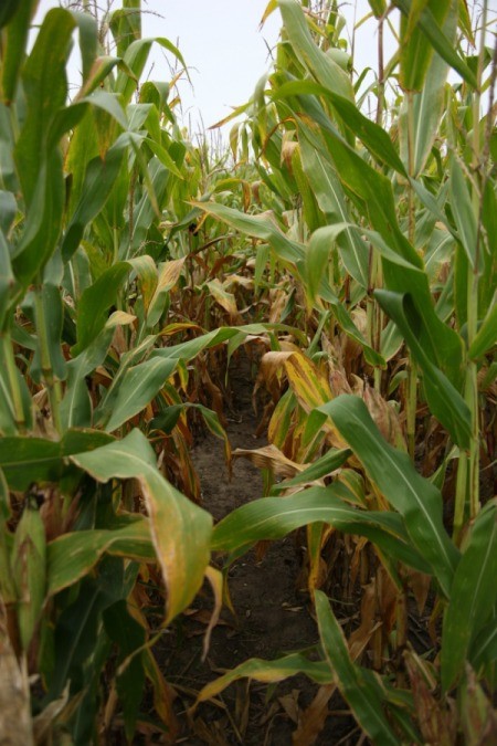 A cornfield in Iowa