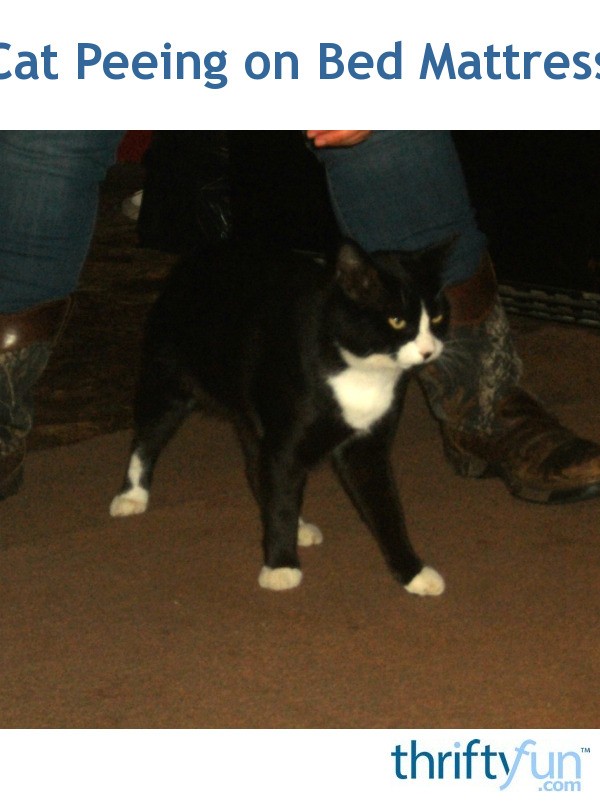 Cat Peeing on Bed Mattress ThriftyFun