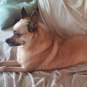 What Breed Is My Dog?