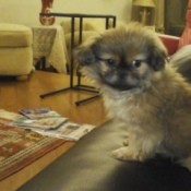 What Breed Is My Dog?