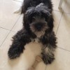 black furry dog on tile floor