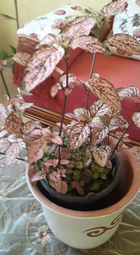 pink leaved houseplant