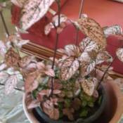 pink leaved houseplant