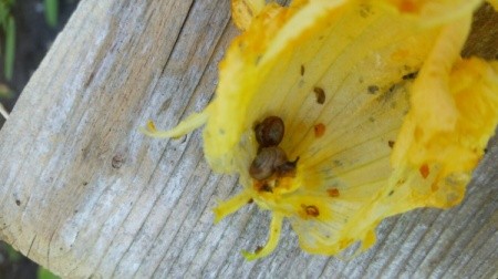 snail inside flower