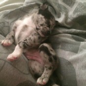 upside down puppy sleeping