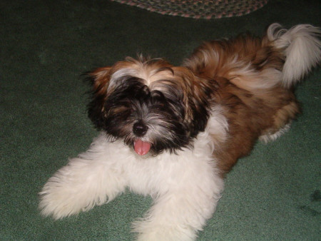 tricolor mix puppy lying down