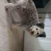 white, black, and gray dog