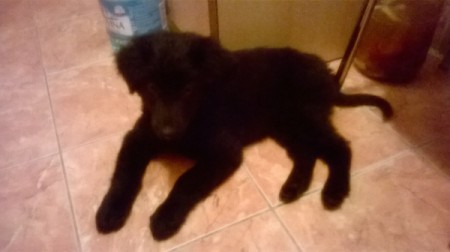 black puppy