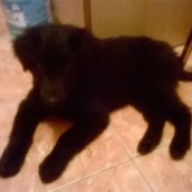 black puppy