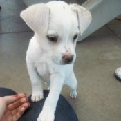 white short hair puppy