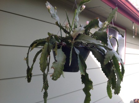 cactus in hanging pot