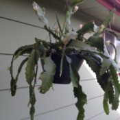 cactus in hanging pot