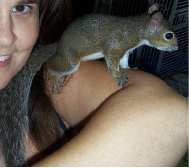 Flip (Grey Squirrel)