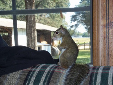 Flip (Grey Squirrel)