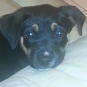 closeup of puppy's face