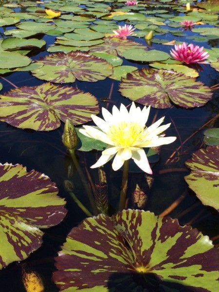 Visiting the San Juan Capistrano Mission