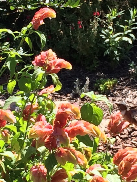 Visiting the San Juan Capistrano Mission