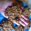 Healthy Breakfast Cookies - cookie resting in the palm of baker's hand