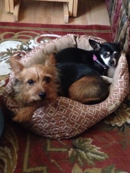 tan Silky Chi and black and tan Chi in dog bed
