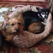 tan Silky Chi and black and tan Chi in dog bed