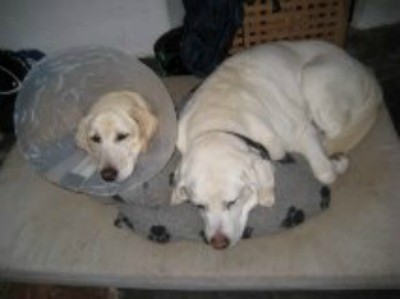 two yellow Labs lying together on bed