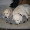 two yellow Labs lying together on bed