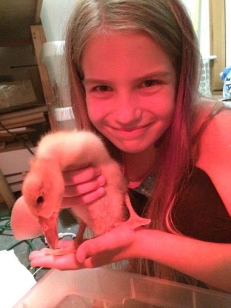 Our Runner Ducks (Week 2)