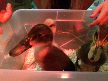 Our Runner Ducks (Week 2)