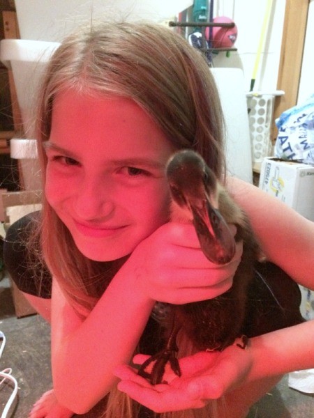 Our Runner Ducks (Week 2)