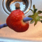 A strawberry with a straw used for removing the tops.