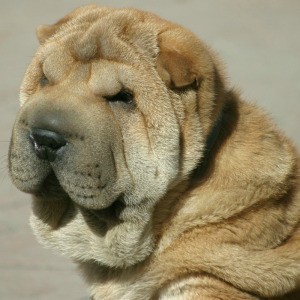 Shar Pei