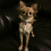 What Breed Is My Dog?