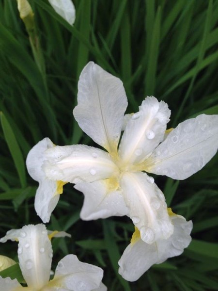 Beauty of Springtime (Iris)