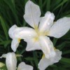 Beauty of Springtime (Iris)