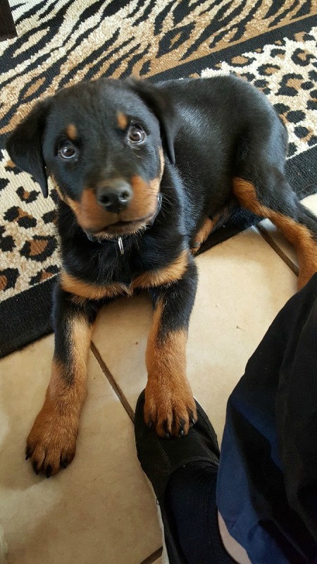 Rottie puppy