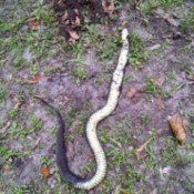 dead snake with dark skin and white belly